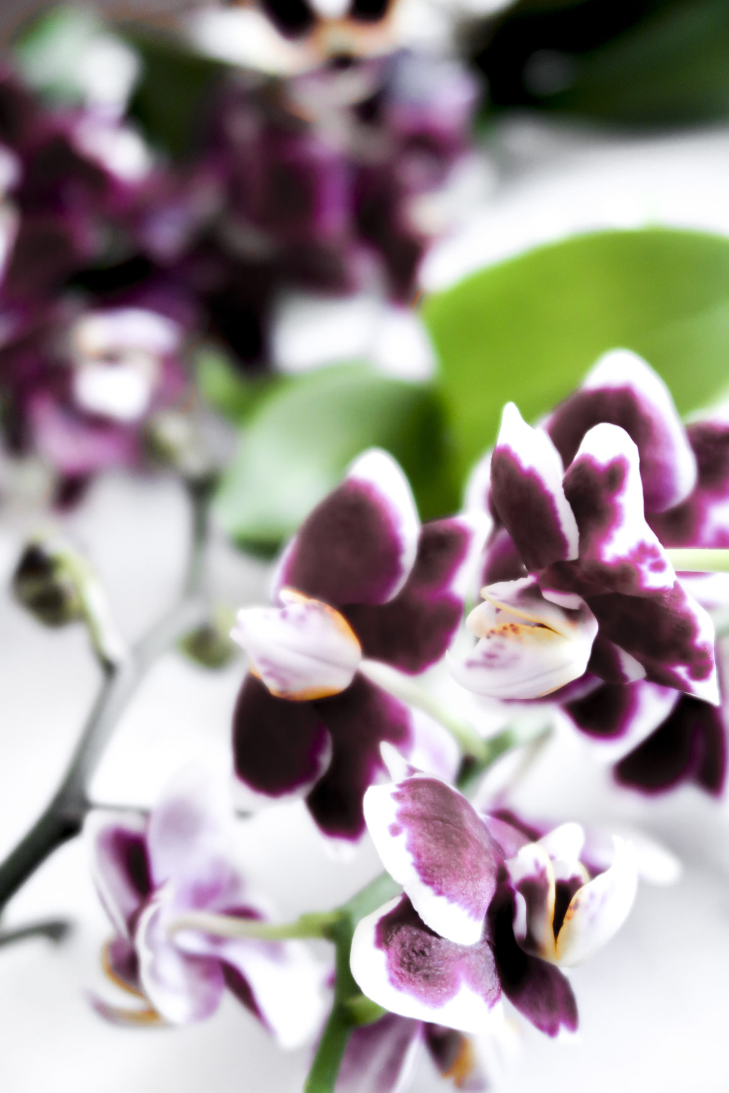 How Regularly To Water Your Phalaenopsis Orchids Joy Us Garden